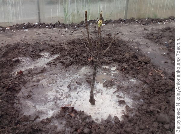 маленькое деревце