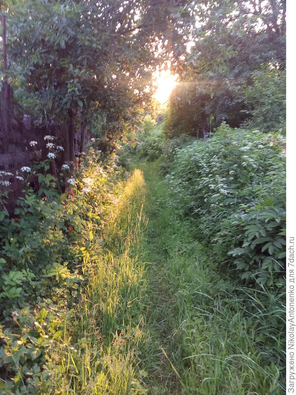 Некошеная дорожка