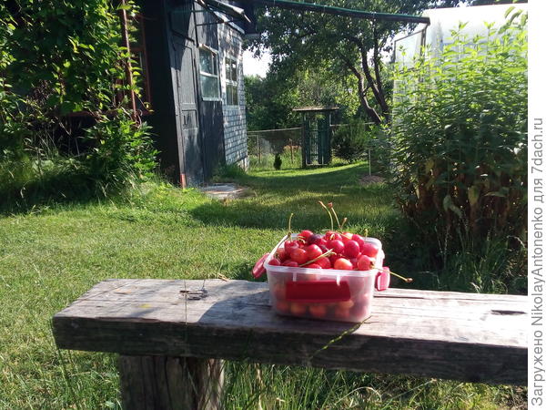 миска с ягодами