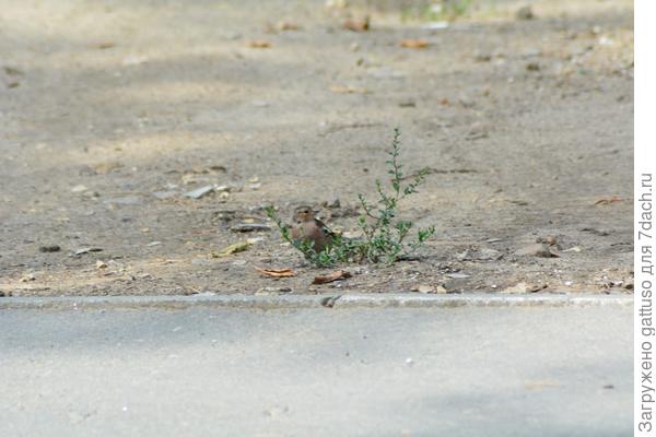 ныкается в кустиках