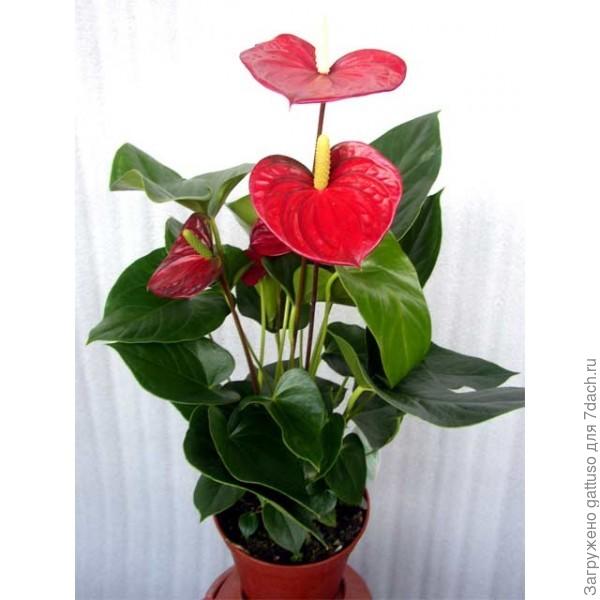 цветок фламинго