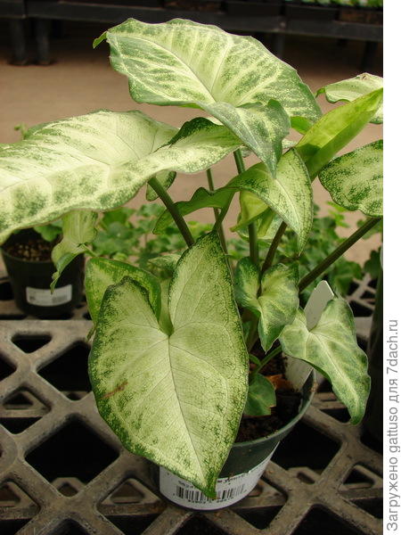 травянистая лиана семейства ароидных, широко распространённая в тропических леса