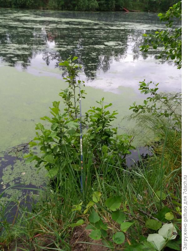 первая неудача на дачной рыбалке.