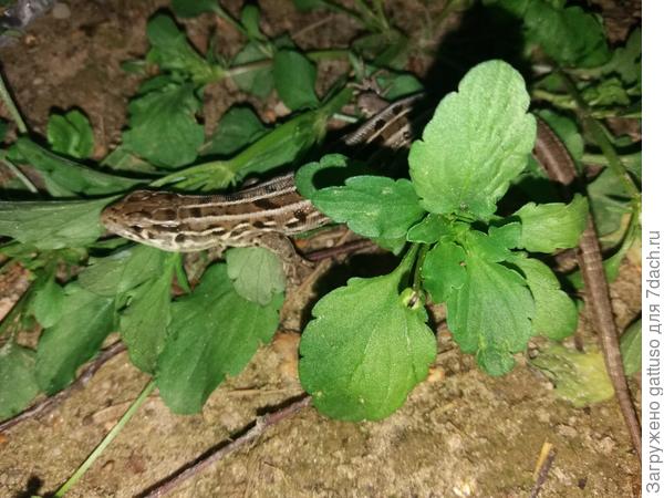 присматривается))))