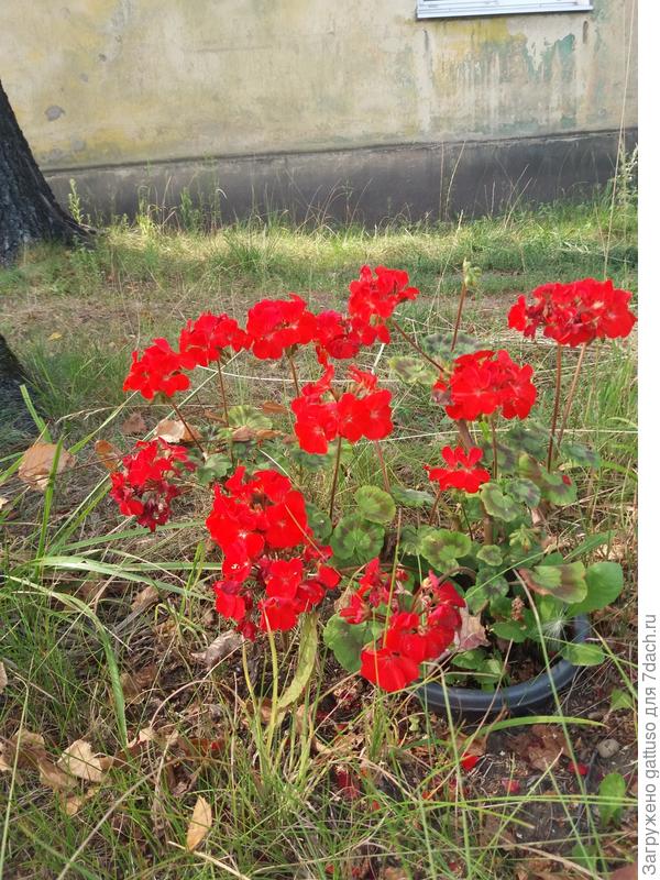 Не мог сдержаться))) проходя мимо своего мини садика))