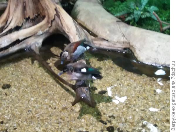 но очень старался))))