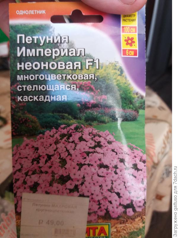 Вот увидел же в магазине этот шикарный кустик и не думал что в семенах бывают заморочки))))