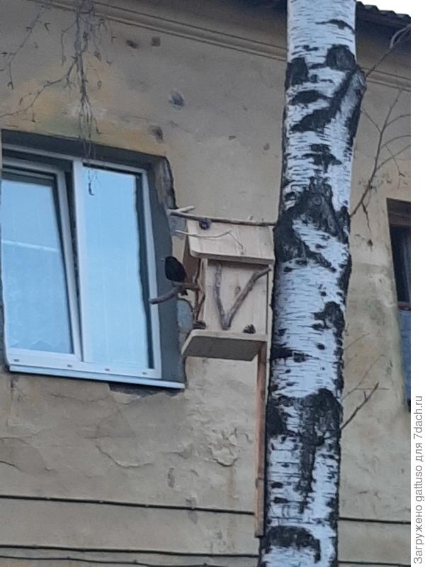 Скворцы прилители) долго ждать не пришлось)))