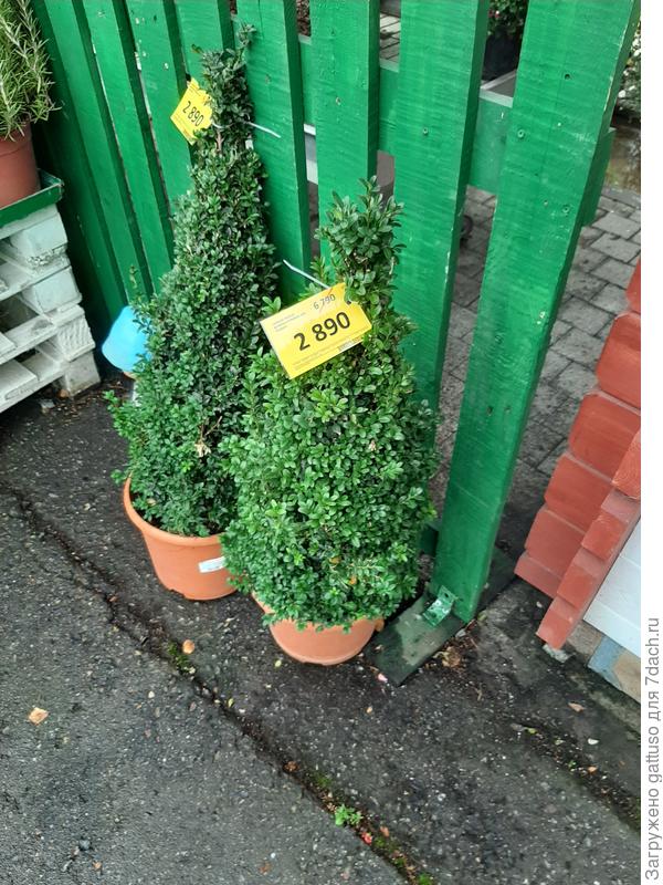 Интерестно какая у него примерно цена в питомниках