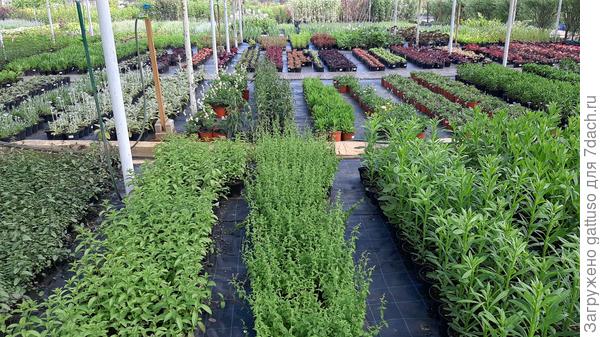 Для разнообразия)