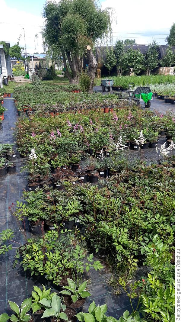 Тут темы нехватит что бы все отфоткать. Разные хвойные, деревья на штамбе и т д