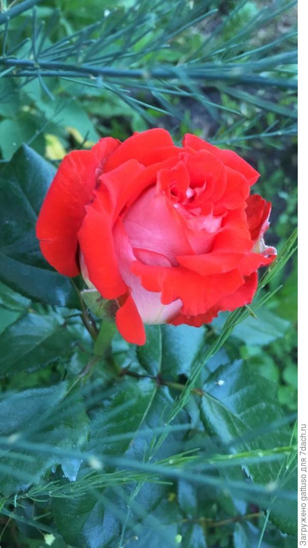 Как и обещал