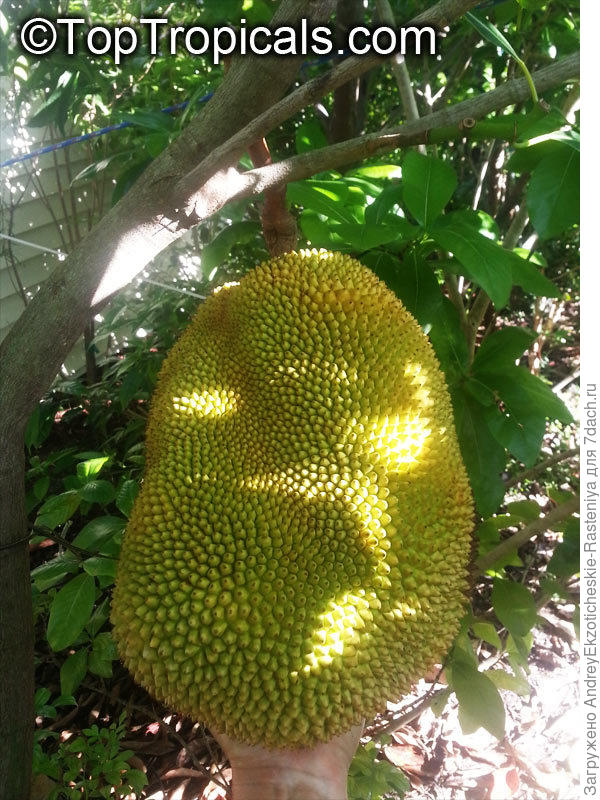 Artocarpus heterophyllus (Джекфрут) - растение