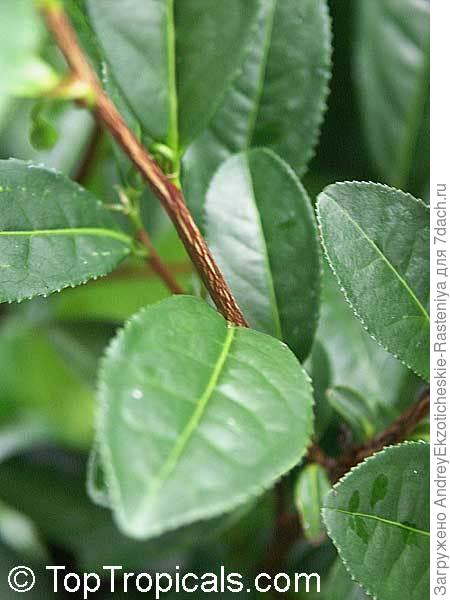 Camellia sinensis (камелия китайская) - растение