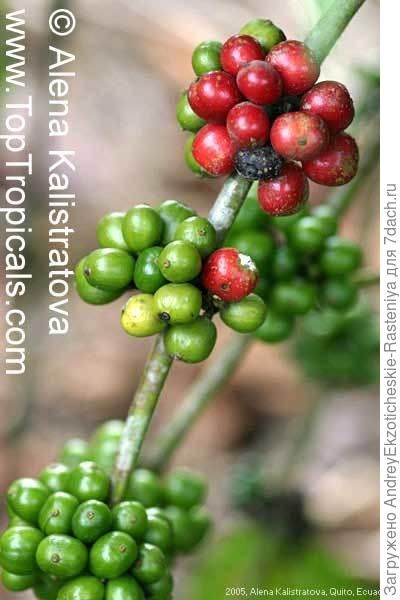 Coffea arabica (Кофе аравийский) - растение