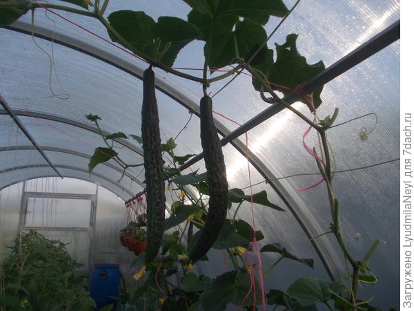 огурец  молодец