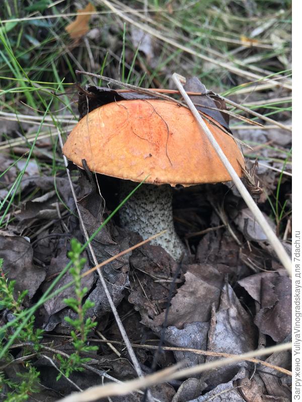 оранжевый парень