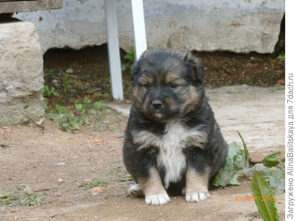 А это один из щенков Пальмы. В тот приплод их было 11.