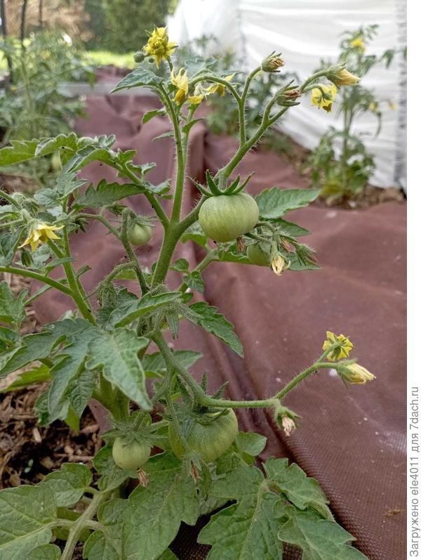 Гном Медно-коричневый