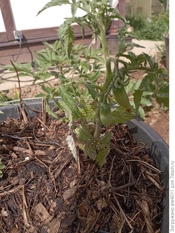 Головорез в ведре