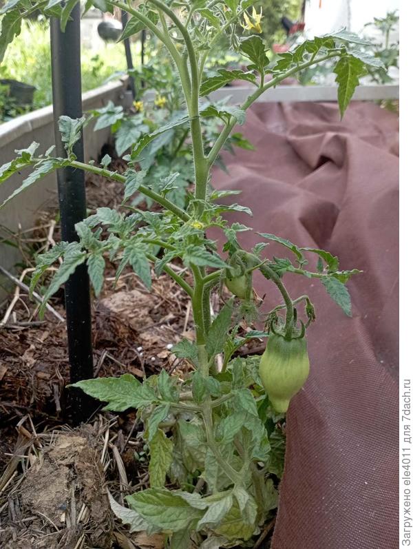 Головорез в ОГ