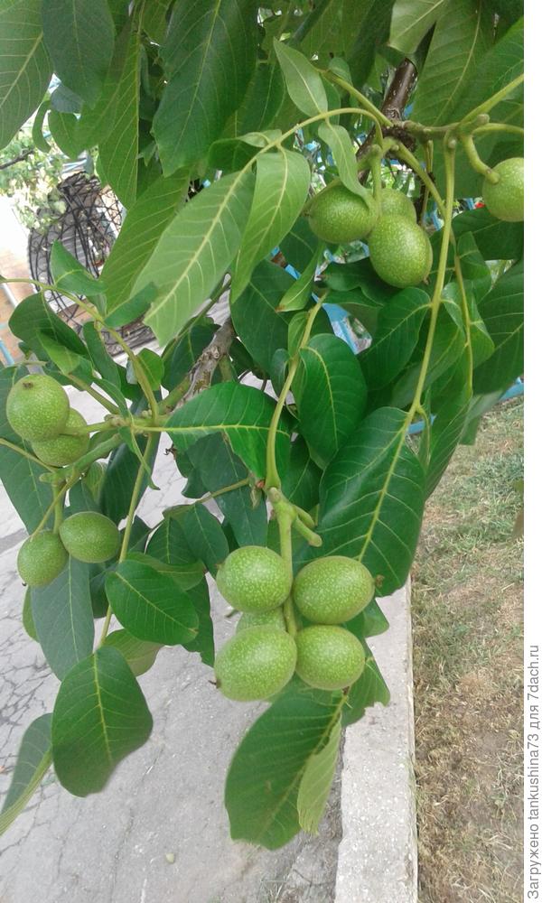 Да это наши орешки......Урожай2017г.