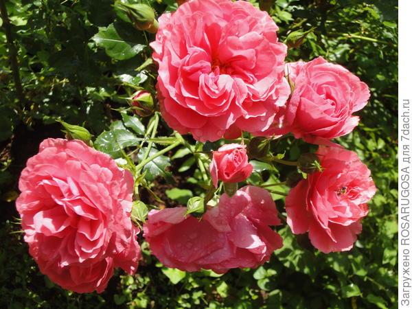 яркие соцветия rosarium utersen притягивают взгляды