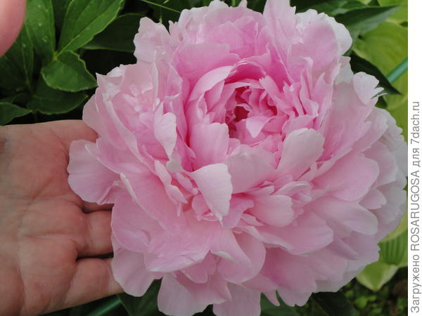 Розовые Сорта Пионов Фото