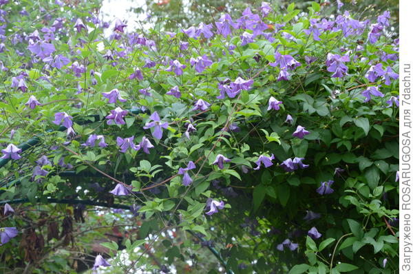 Видовой клематис фиолетовый (Clematis viticella). Фото автора
