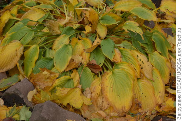 листья больших хост осенью лучше срезать. фото автора