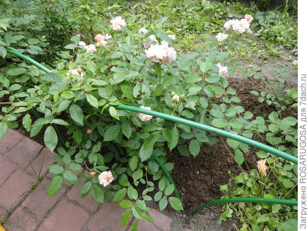 Колючие розы у дорожки требуют ограждения. Фото автора