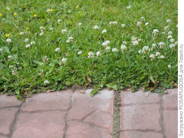 Клевер белый цветет до заморозков. Фото автора