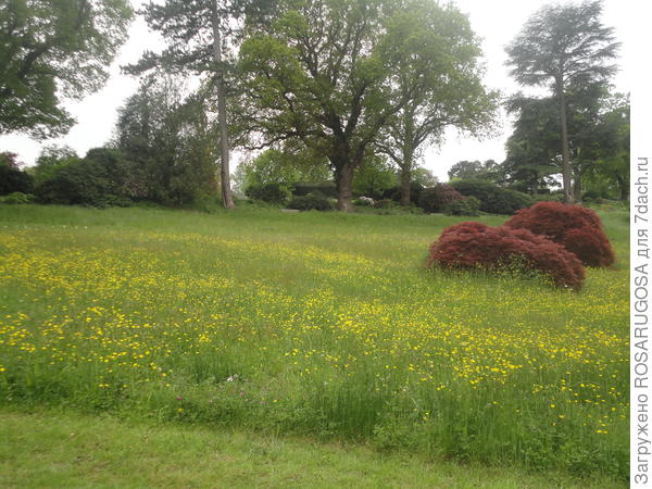 Некошеные травы в английских парках. Фото автора