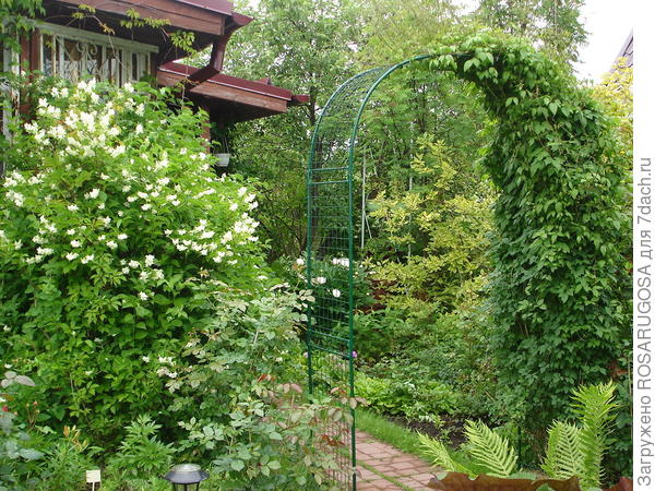 Чубушник (садовый жасмин) - прекрасный выбор для белого сада в полутени. Фото автора