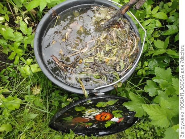 Выполотые сорняки перед закладкой в компост лучше замочить в ведре с водой. Фото автора