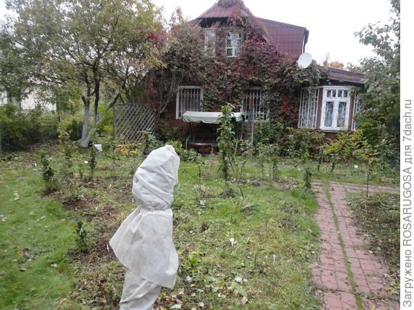 Неправильное укрытие, побеги следует пригнуть к земле. Фото автора