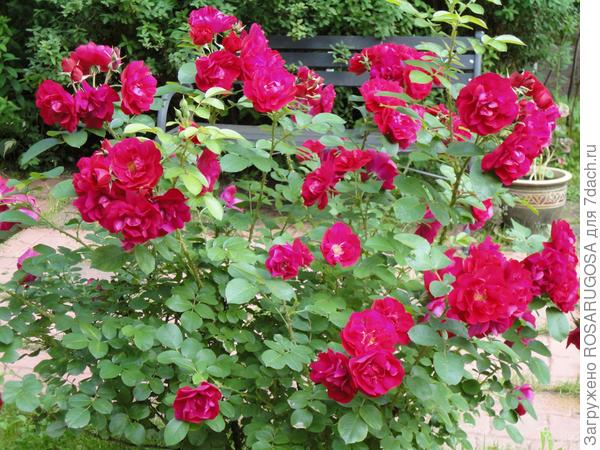 Самые зимостойкие розы и Лучшие сорта роз для средней полосы России