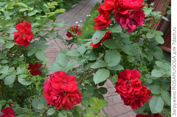 Самые зимостойкие розы и Лучшие сорта роз для средней полосы России