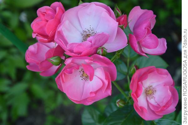 цветки у розы angela с ресничками и малиновым реверсом. фото автора