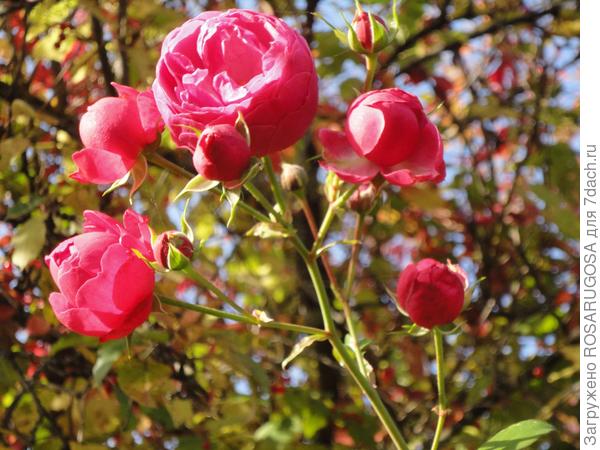 теплым бабьем летом розы цветут до снега. фото автора