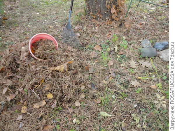 собираем сосновые иголки для мульчирования рододендронов. фото автора