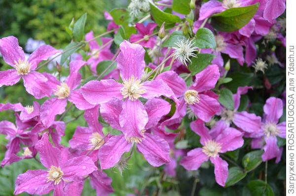 Цветки клематиса Heather Herschell. Фото автора