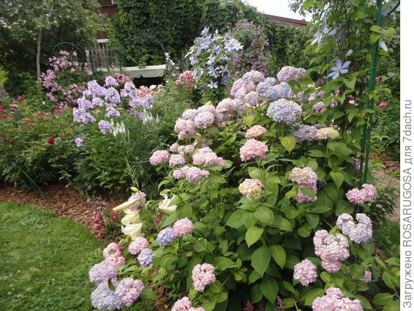 В цветнике: цветовая гармония