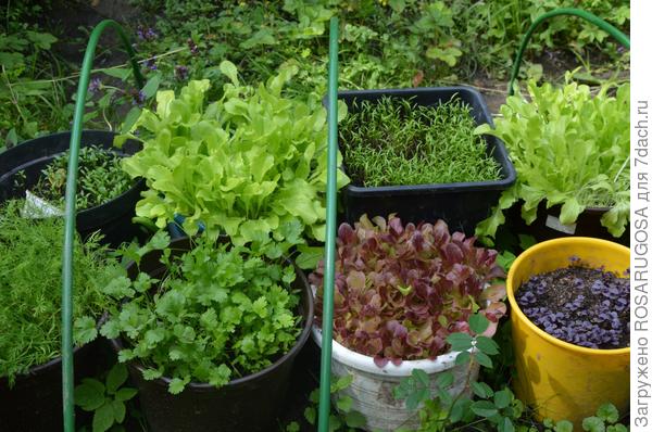 Разные виды салатов, базилик, кинза и укроп на мини-огороде в контейнерах. Фото автора
