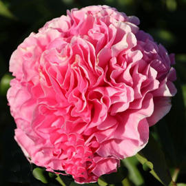 Carnation Bouquet(Корнейшен Букет)