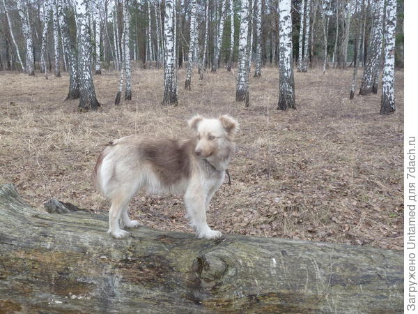 Высоко стою. Далеко гляжу. И всё-всё слышу... и вообще, поторапливайтесь там уже с шашлыком, я тоже шашлыка хочу.