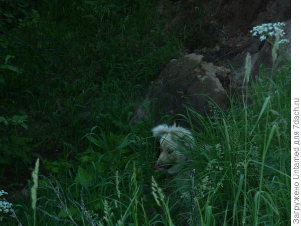 Ах, как соловьи красиво поют.... и рыбка плещется... даже есть захотелось...