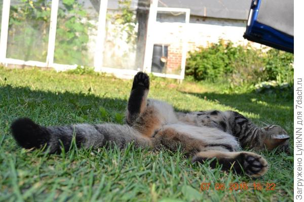 Хорошо в деревне летом!