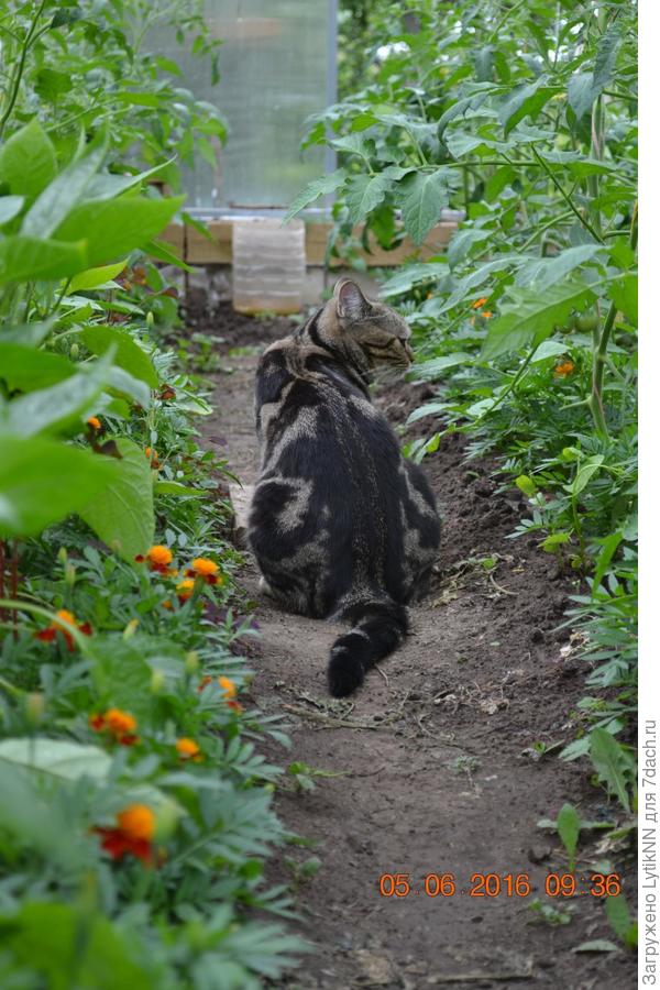 "Помидорки? Фууу... а мышки, мышки где?"