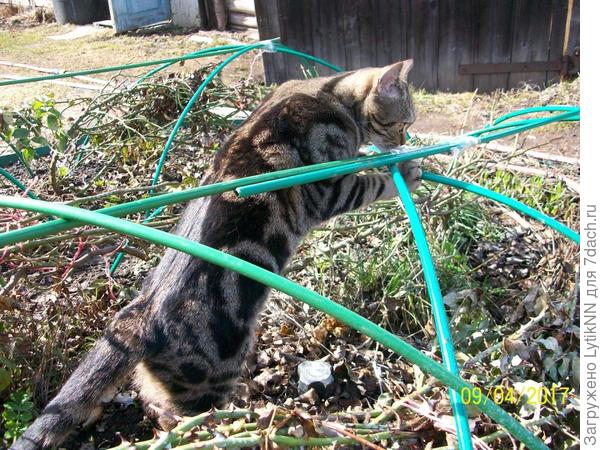 Вкуснее скотча только мышки